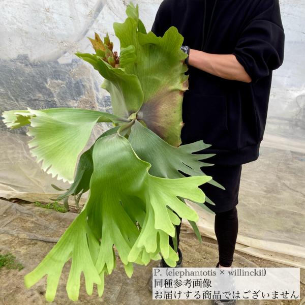 現品) ビカクシダ (エレファントティス × ウィリンキー) (TC) (No