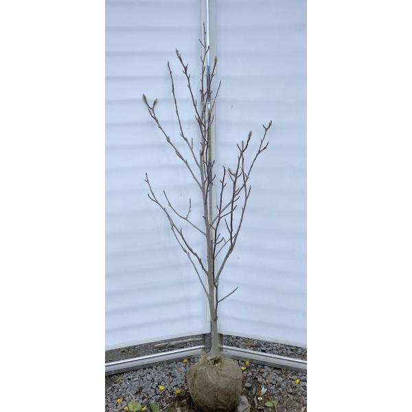 daifukujyubyou_hakumokuren17