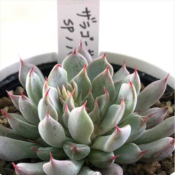 多肉植物 yukエケベリア ザラゴーサspノバ 優木園さんの苗 送料無料