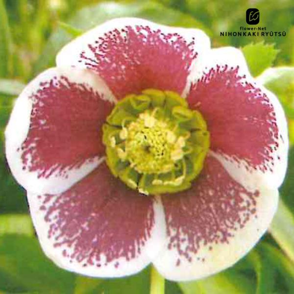 クリスマスローズ苗 シングル ホワイトブロッチ 杉山交配 9cmポット