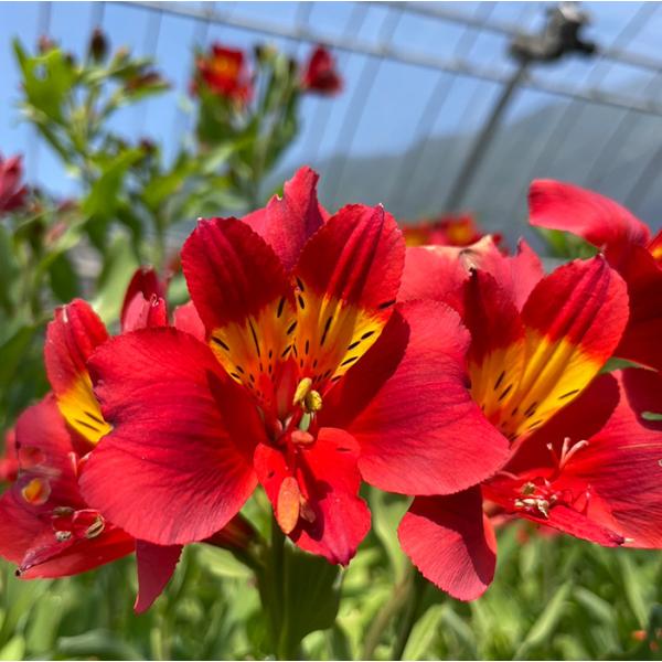 flower-net_z231129101