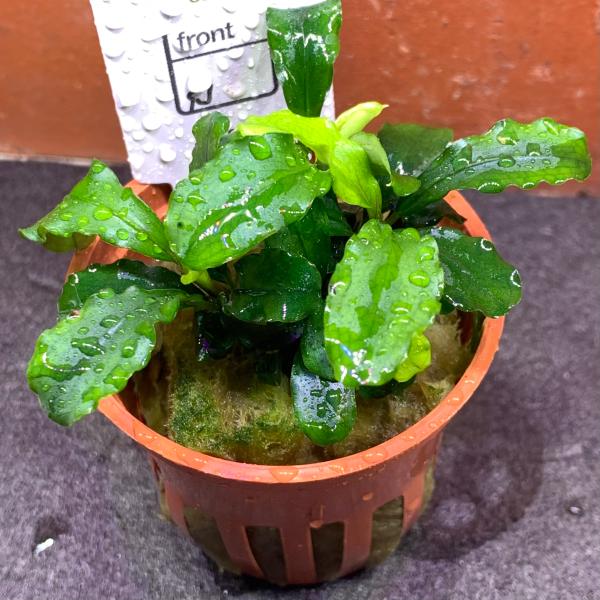 kotinettaigyo_20200209-1