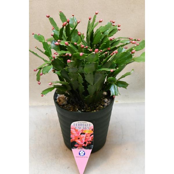 デンマークカクタス トーアアリス 5号鉢 : 金井園芸 - 通販 - Yahoo