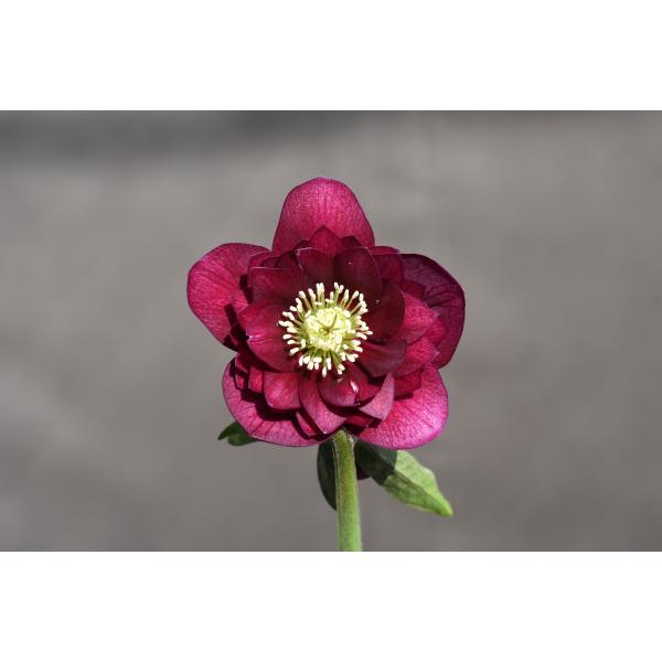 クリスマスローズ開花株 DDグロッシーカラー☆シャガール系グロ