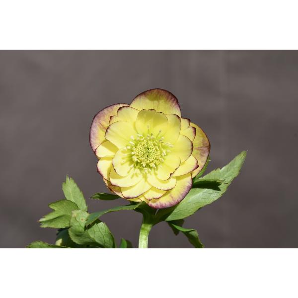 クリスマスローズ開花株 芳香性DDフレグランスソフトイエロー