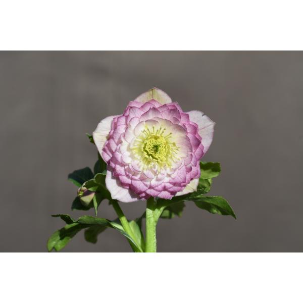 クリスマスローズ開花株 DDピンクグラデーションリトルアフロディーテ