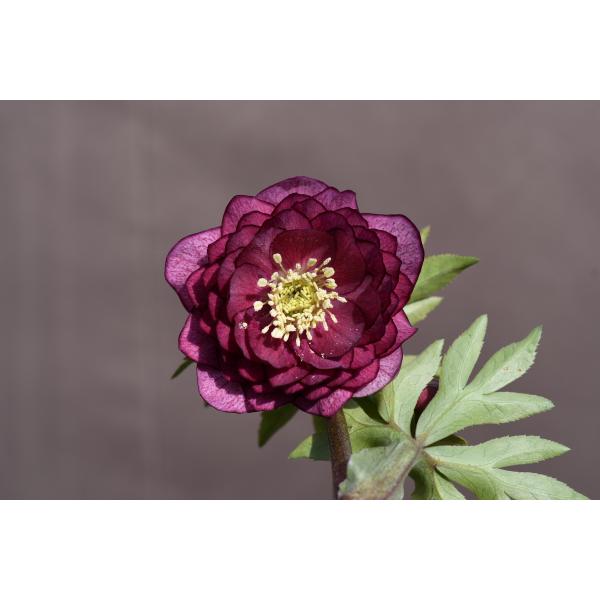 クリスマスローズ開花株 DDグロッシーカラー☆グロスシャガール 265