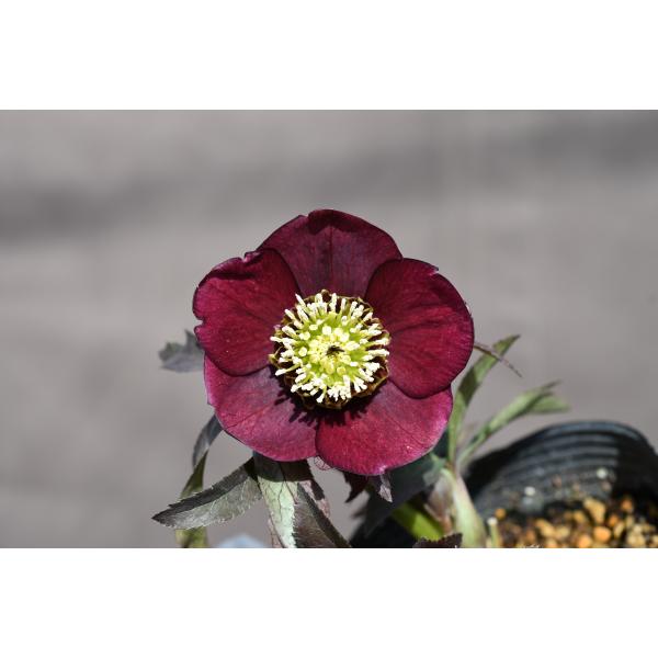 クリスマスローズ開花株 SDグロッシーカラー☆カラス葉グロスレッド