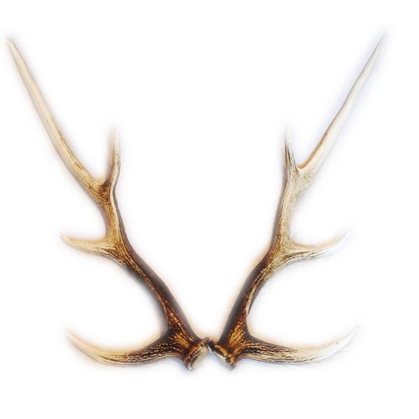 送料無料 えぞしかの角 ペア 大サイズ 60センチ以上 鹿の角 北海道産
