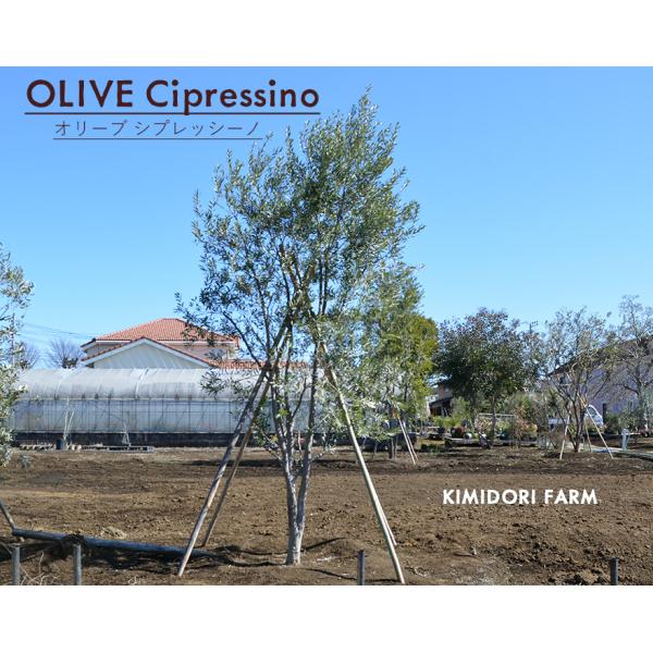 kimidori-onlineshop_oliveaa