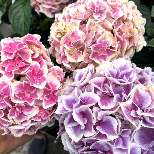 当店農場生産】ハイドランジア 月の女神 9cmポット苗（翌年開花株