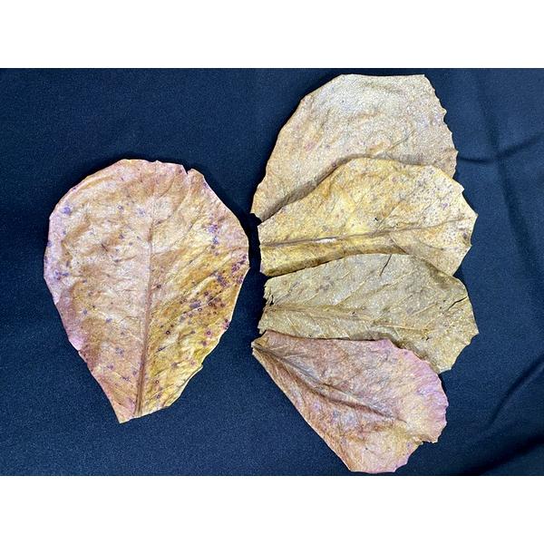 沖縄県産無農薬 マジックリーフ（1袋：5枚入り） : 姫えびすヤフー店