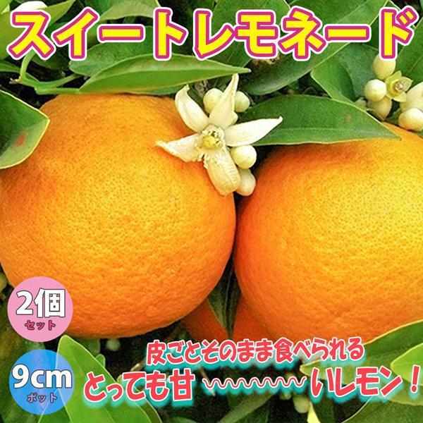 レモン スイートレモネード【果樹苗 9cmポット苗／2個セット