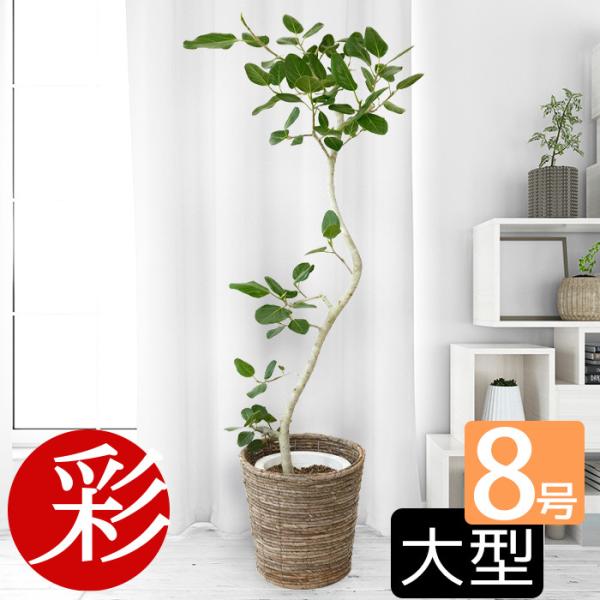 観葉植物 本物 ベンガルボダイジュ フィカス・ベンガレンシス 8号鉢