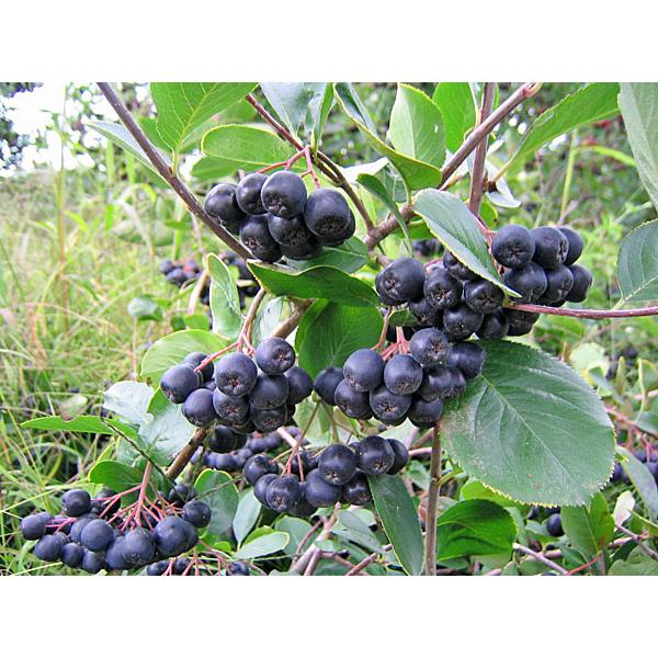 アロニア（冷凍果実）1Kg 北海道産【9月上旬出荷開始】 : 旬をお
