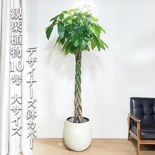 パキラ 観葉植物 10号 大型 バルーン型 高級鉢カバー付 アイボリー 鉢