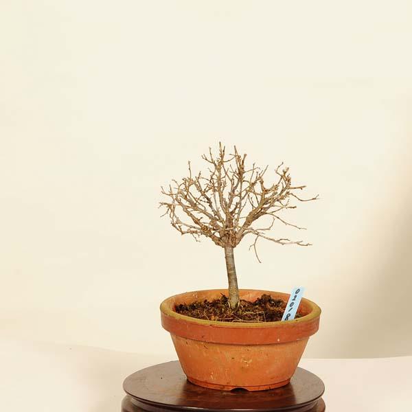 盆栽：欅(けやき) 現品*ケヤキ Zelkova serrata Keyaki bonsai 小品