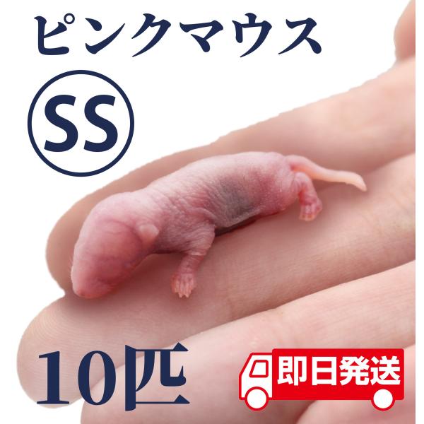 ZAZOO 国産 冷凍マウス ピンクマウスSS 1〜2 g 約2.5 cm 真空 個別包装