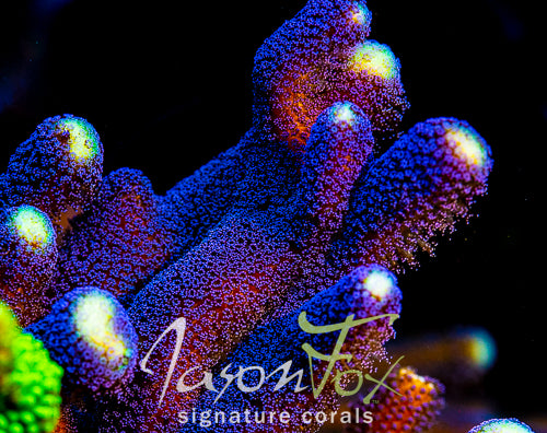 SANJAY MILKA STYLOPHORA – Jason Fox Signature Corals