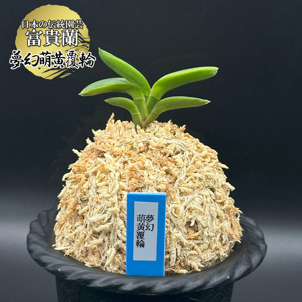 富貴蘭 風蘭 蘭 夢幻萌黄覆輪 むげんもえぎふくりん 1本立 【現品