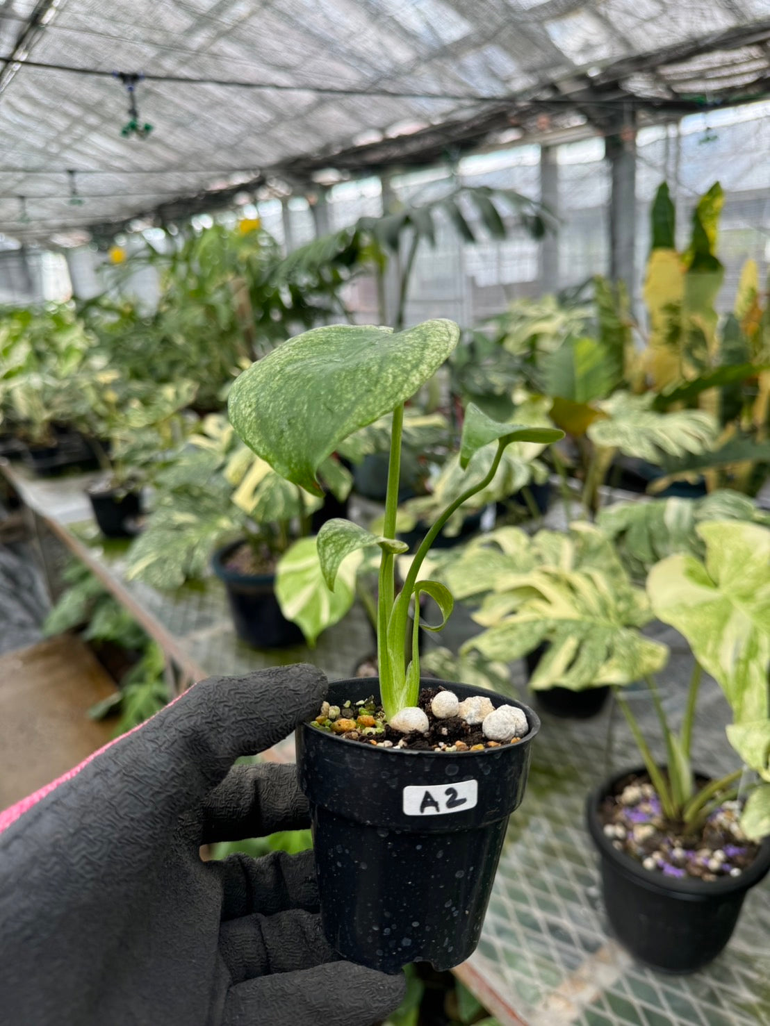 モンステラ デリシオーサ ホワイトモンスター 天津蘭 斑入り 希少種