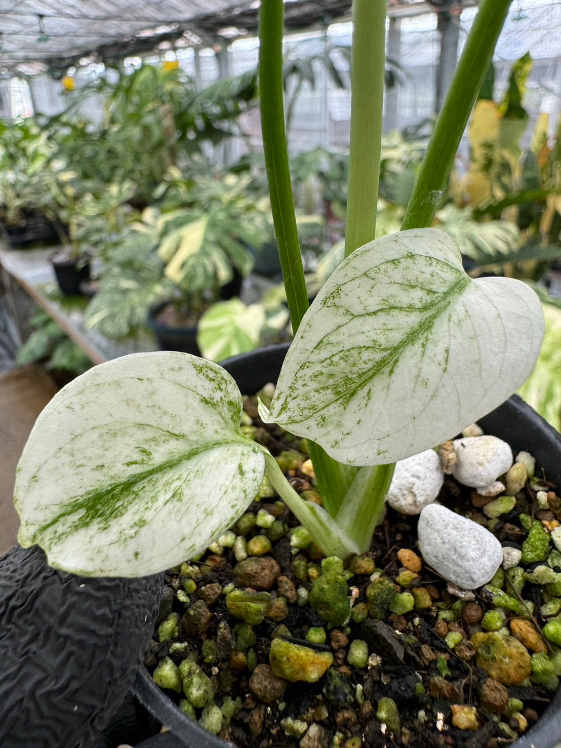 た*ん様 5株セットL047【特別選抜】ホワイトモンスター／天津蘭