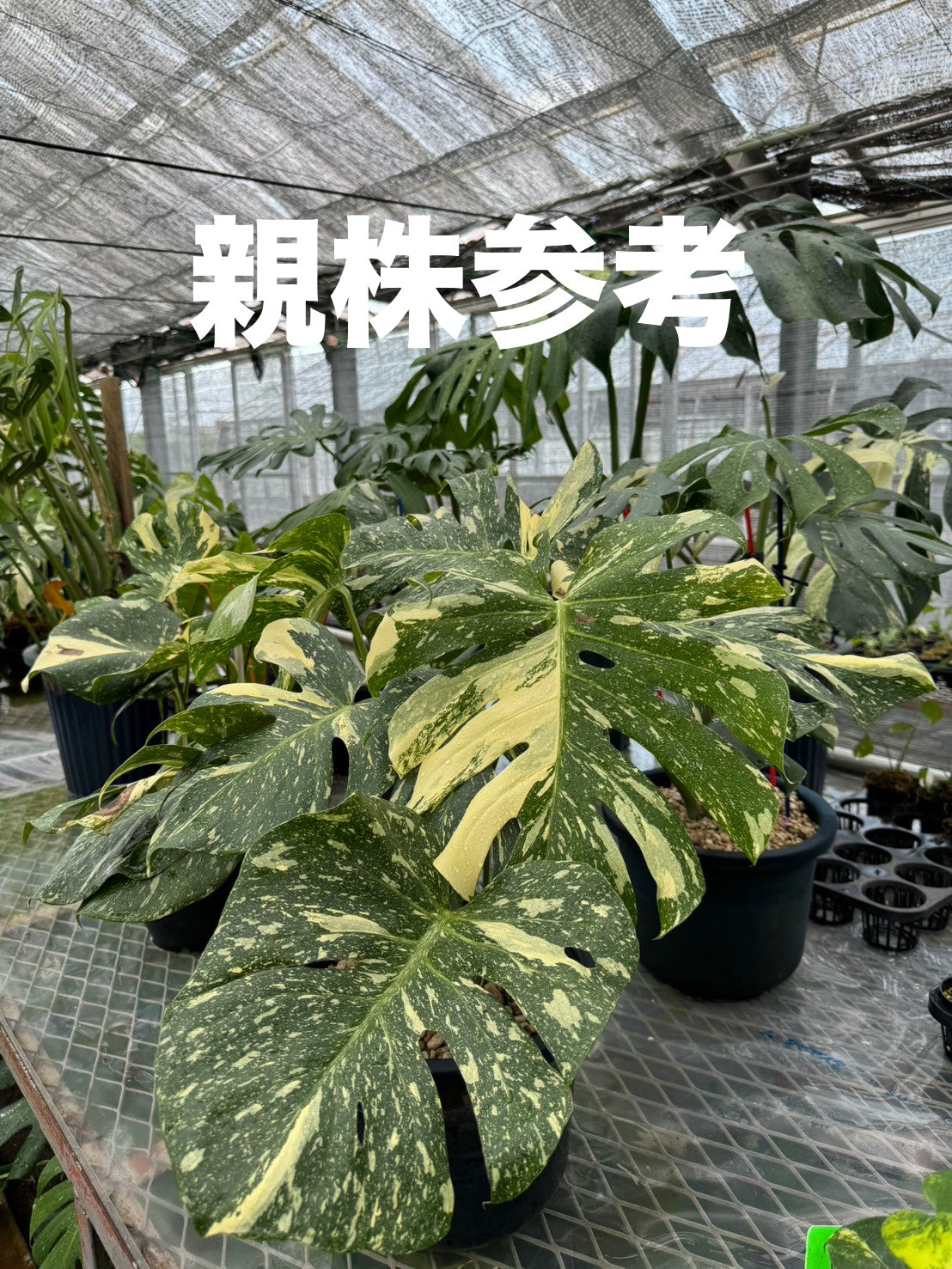 ぷ*慎様 10株セットms35【特別選抜】モンステラ・タイコンステ