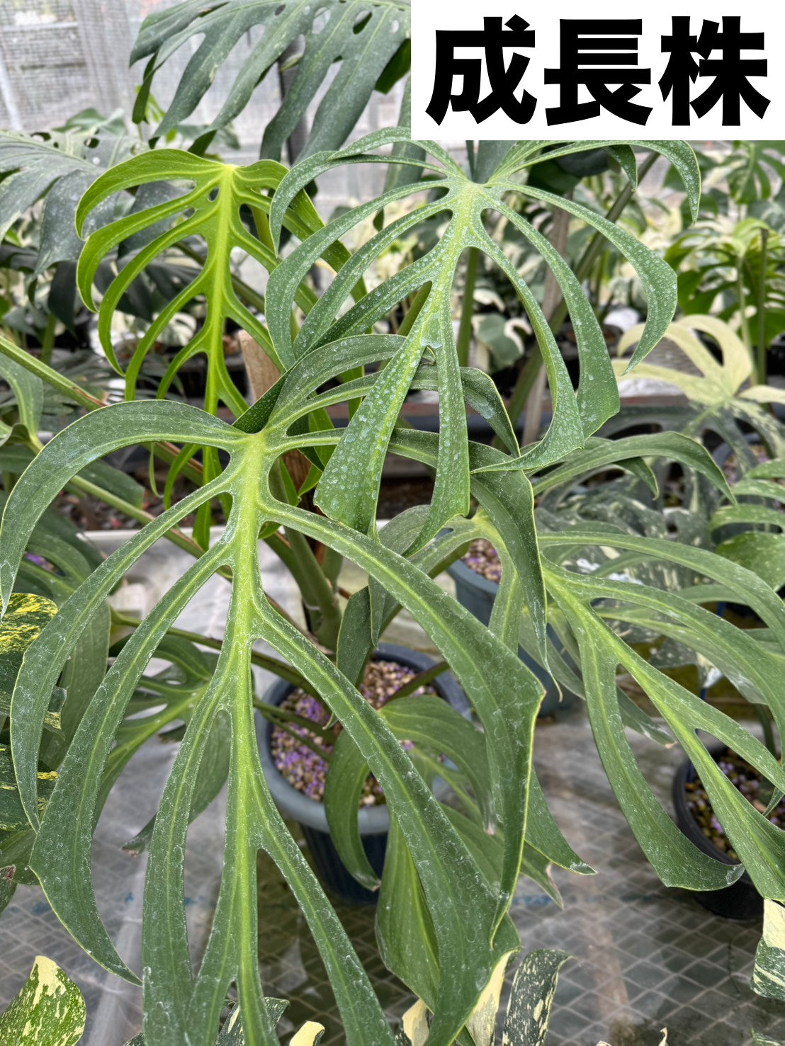 T*I様 a05モンステラ バールマルクスフレーム モンステラ バール