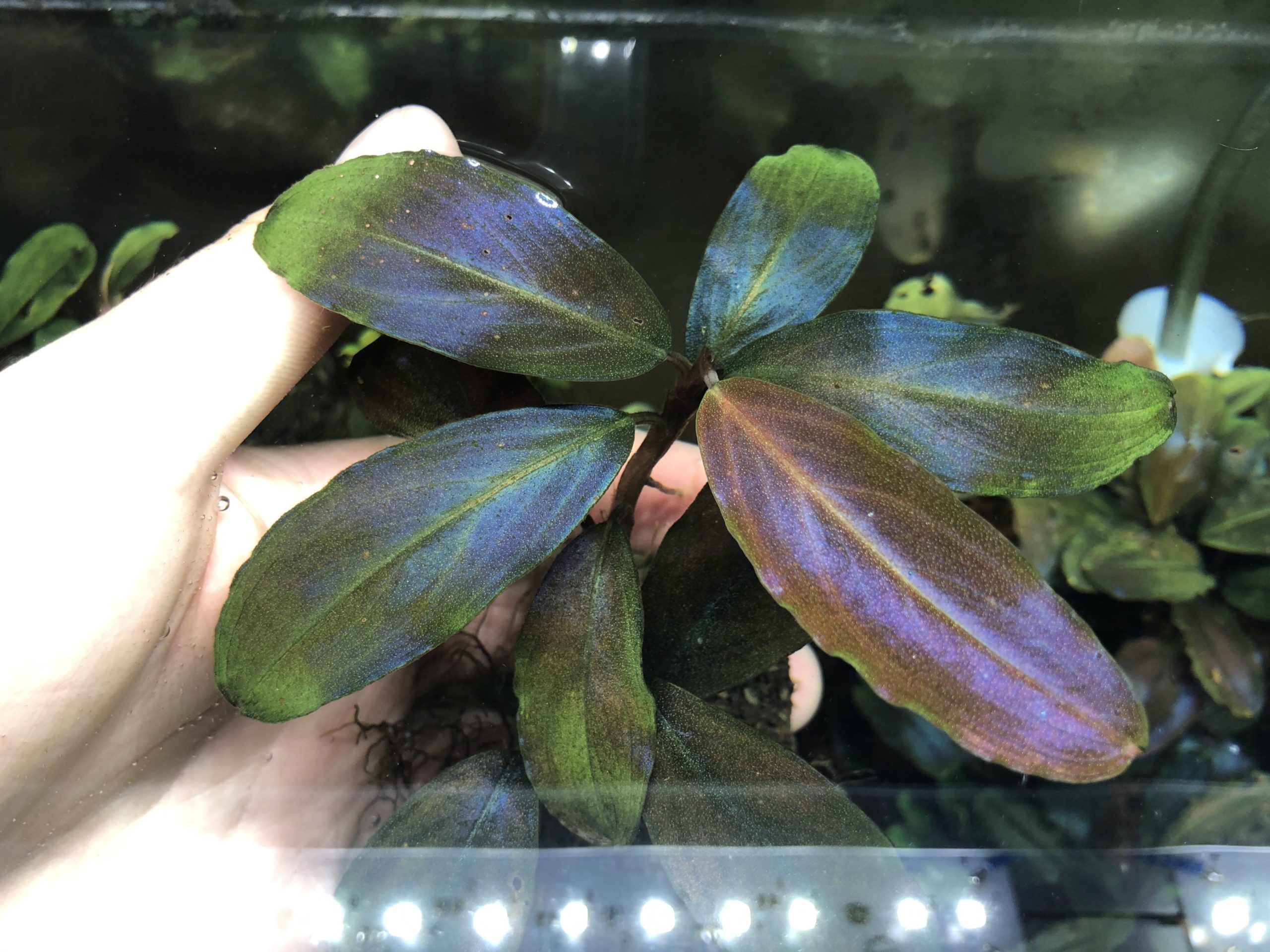 ブセファランドラ sp.レインボーシャイン❣️Bucephalandra sp.Rainbow