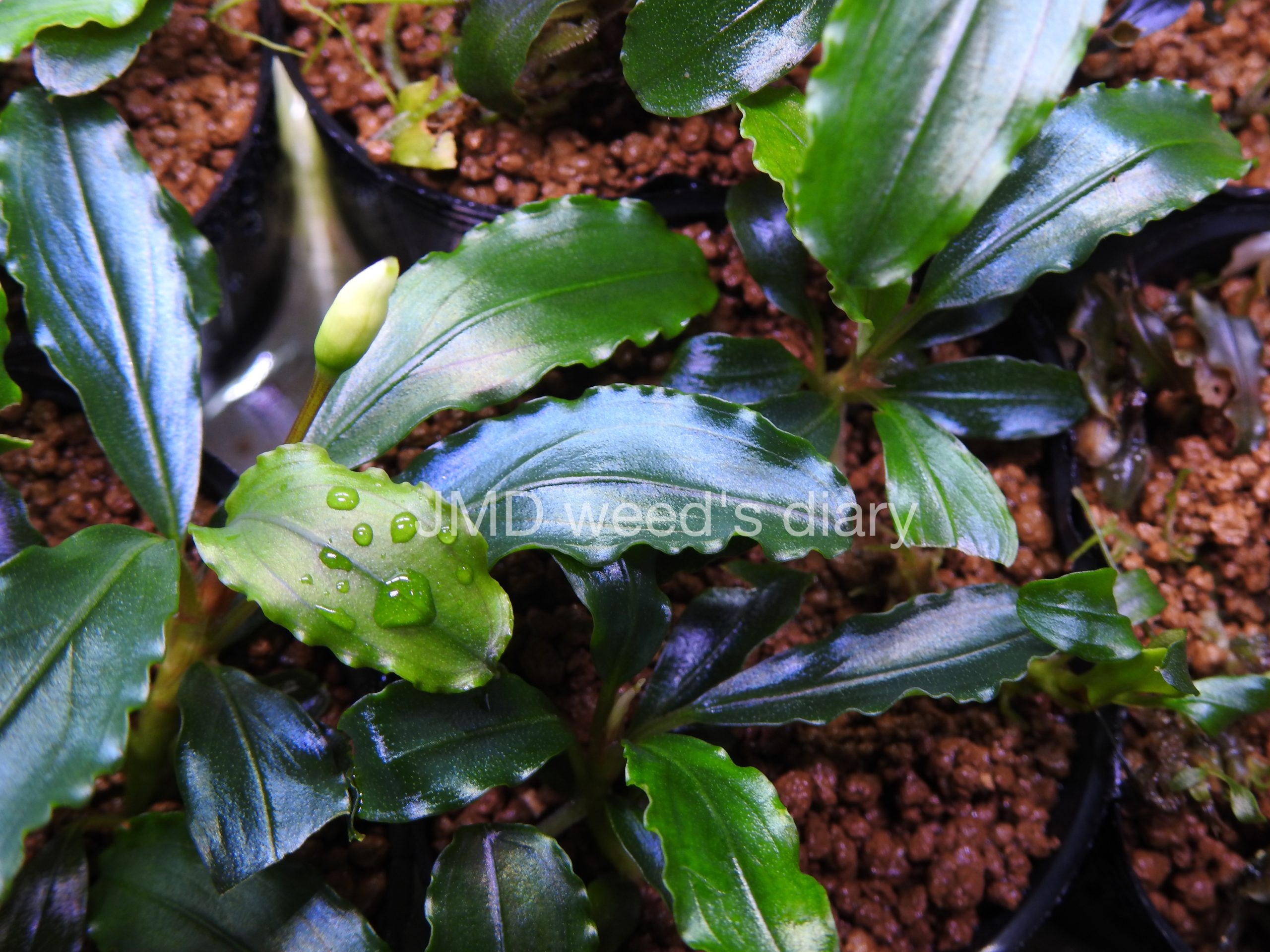 ブセファランドラsp.ティア グリーン🌱Bucephalandra sp. Theia Green