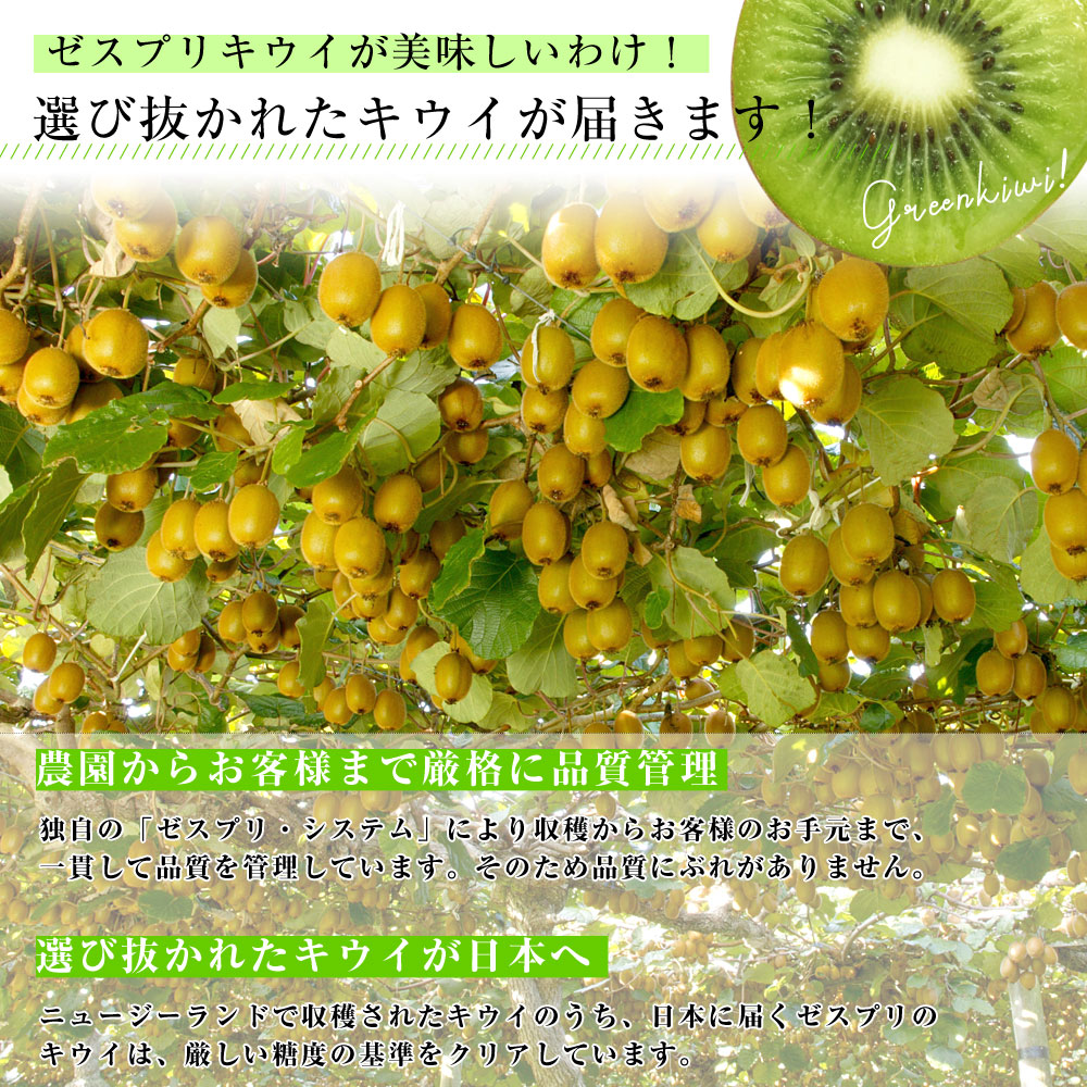 ニュージーランド産 ゼスプリ・グリーンキウイ 「ジャンボサイズ」 約