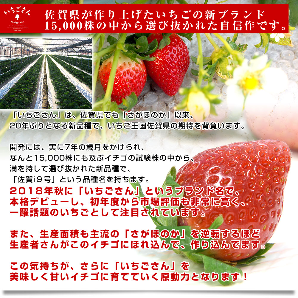 佐賀県より産地直送 JAからつ 新品種いちご いちごさん 秀品 3Lサイズ