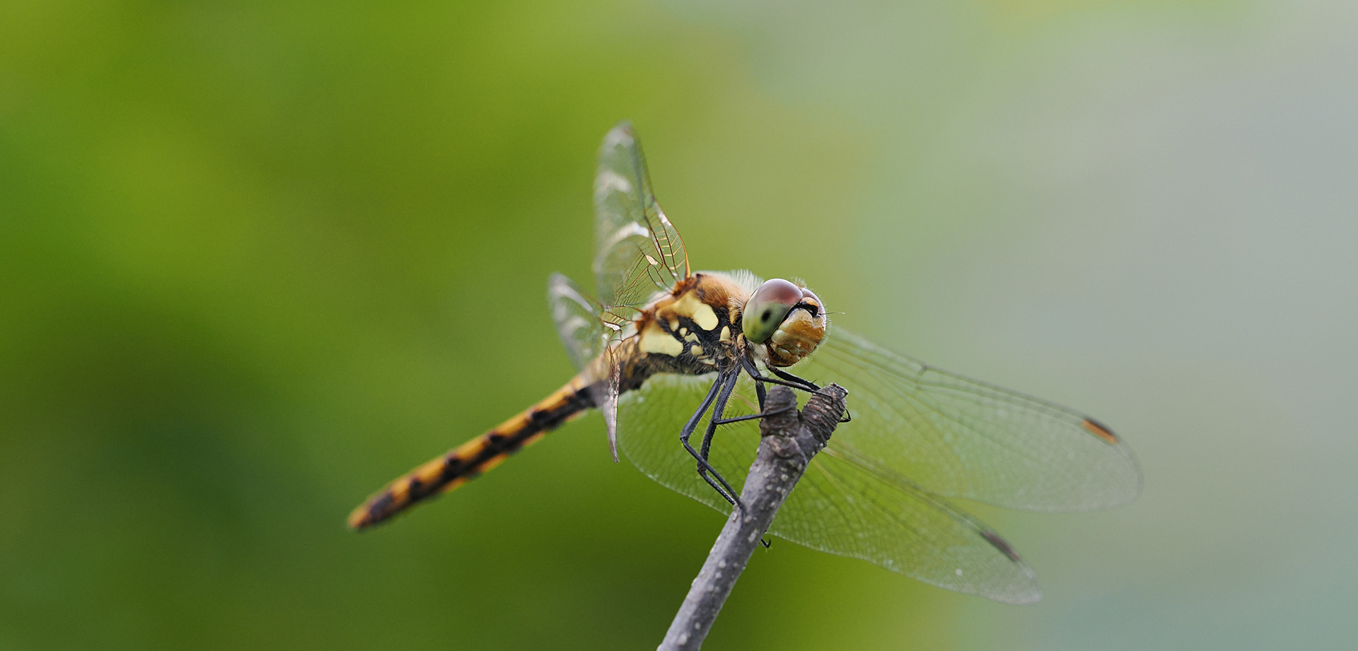 基本情報｜M.ZUIKO DIGITAL ED 50-200mm F2.8 IS PRO｜M.ZUIKO PRO