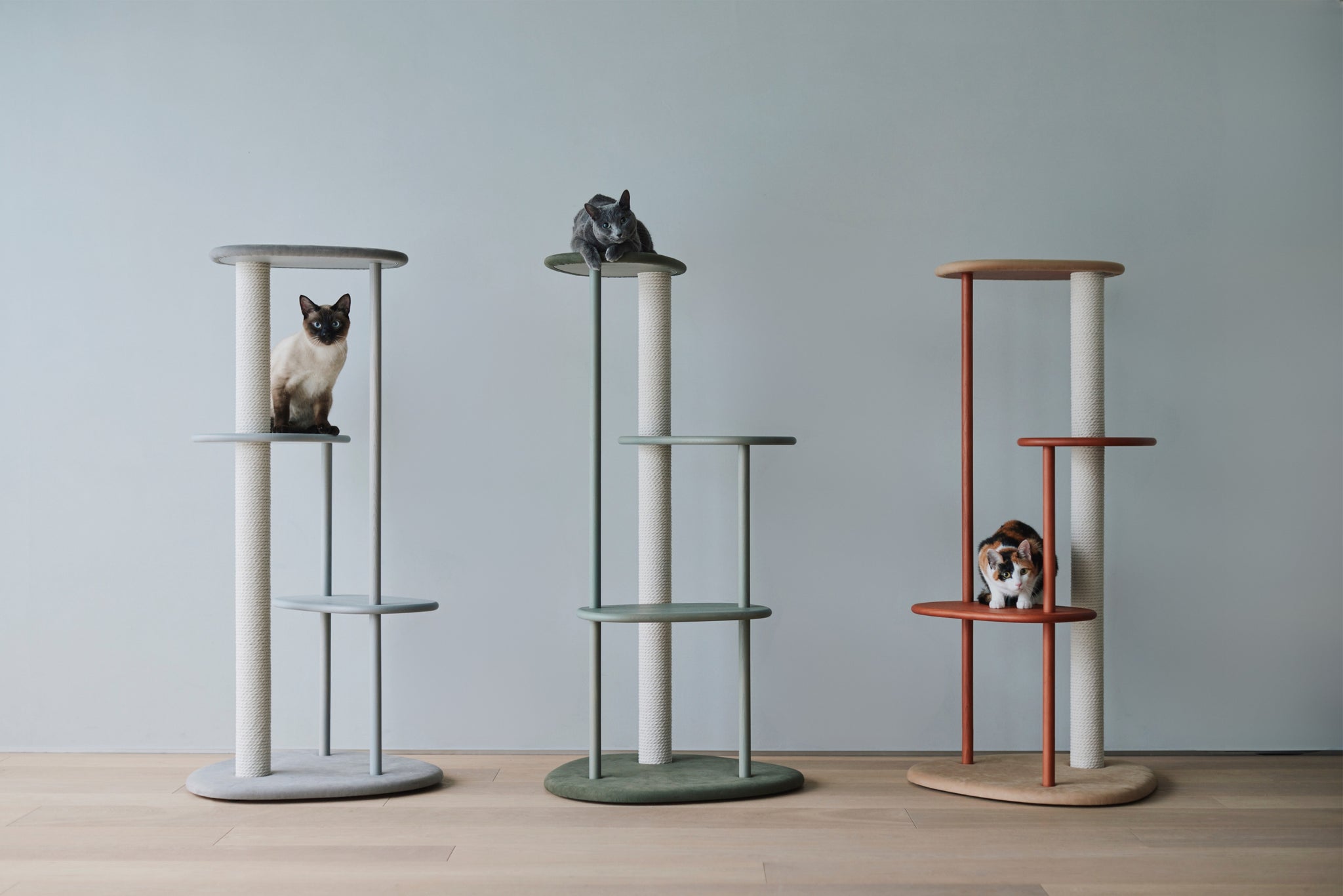 2024年限定モデル – KARIMOKU CAT