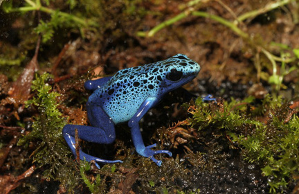 日本最大の体感型カエル館 KawaZoo【カワズー】 ｜ 日本最大の体感型