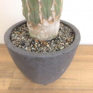 ユーフォルビア オベサ 大株/盆栽、多肉植物、塊根植物、観葉植物通販