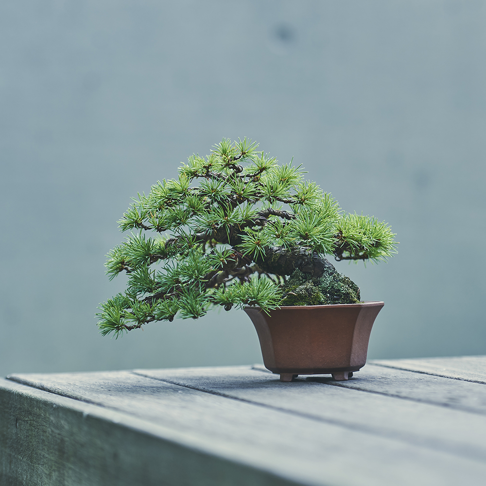 五葉松_1/盆栽、多肉植物、塊根植物、観葉植物通販/KIDORI -キドリ-