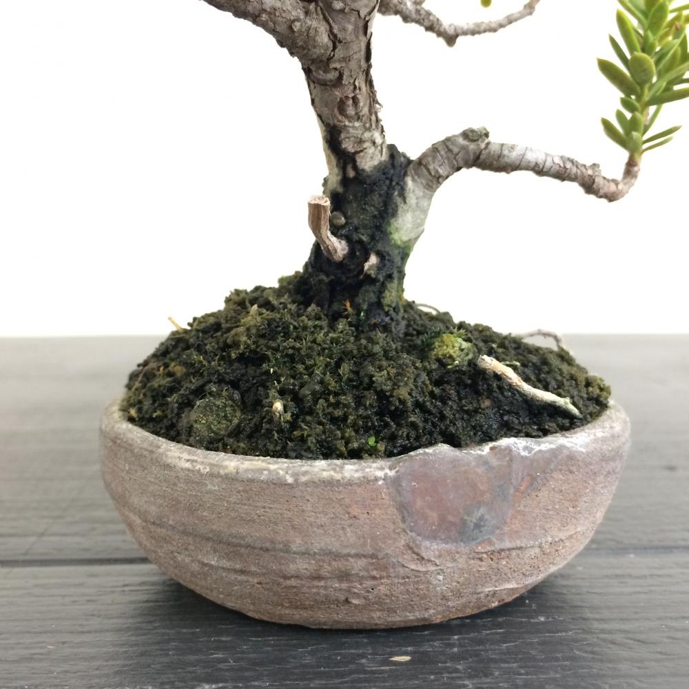 盆栽 一位 -イチイ-/盆栽、多肉植物、塊根植物、観葉植物通販/KIDORI