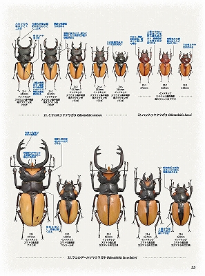 ビークワ90号（BE・KUWA） 世界のツヤクワガタ大特集!!