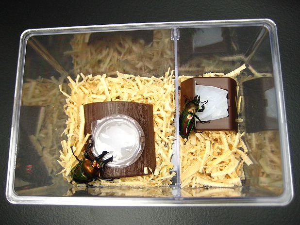 クリアースライダー飼育ケースの販売【即日スピード出荷】