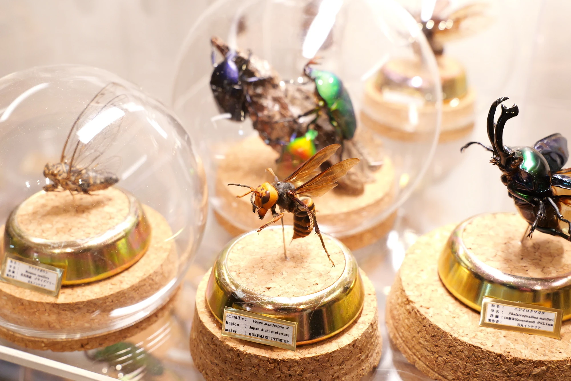 立体の迫力 | 昆虫の標本なら苔丸インテリア