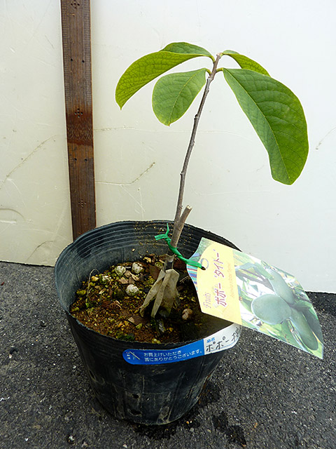 実生 ポポー 35本 接木 台木 実生 ポポー 35本 接木 台木