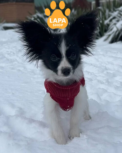 Buy Continental Toy Spaniel in Europe from Lapa.shop