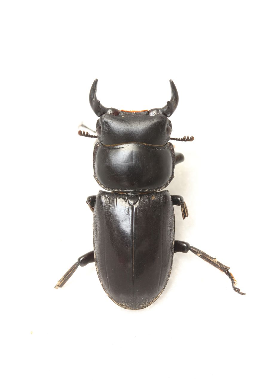 タイリクツノボソオオクワガタ飼育記 : オオカブトの部屋