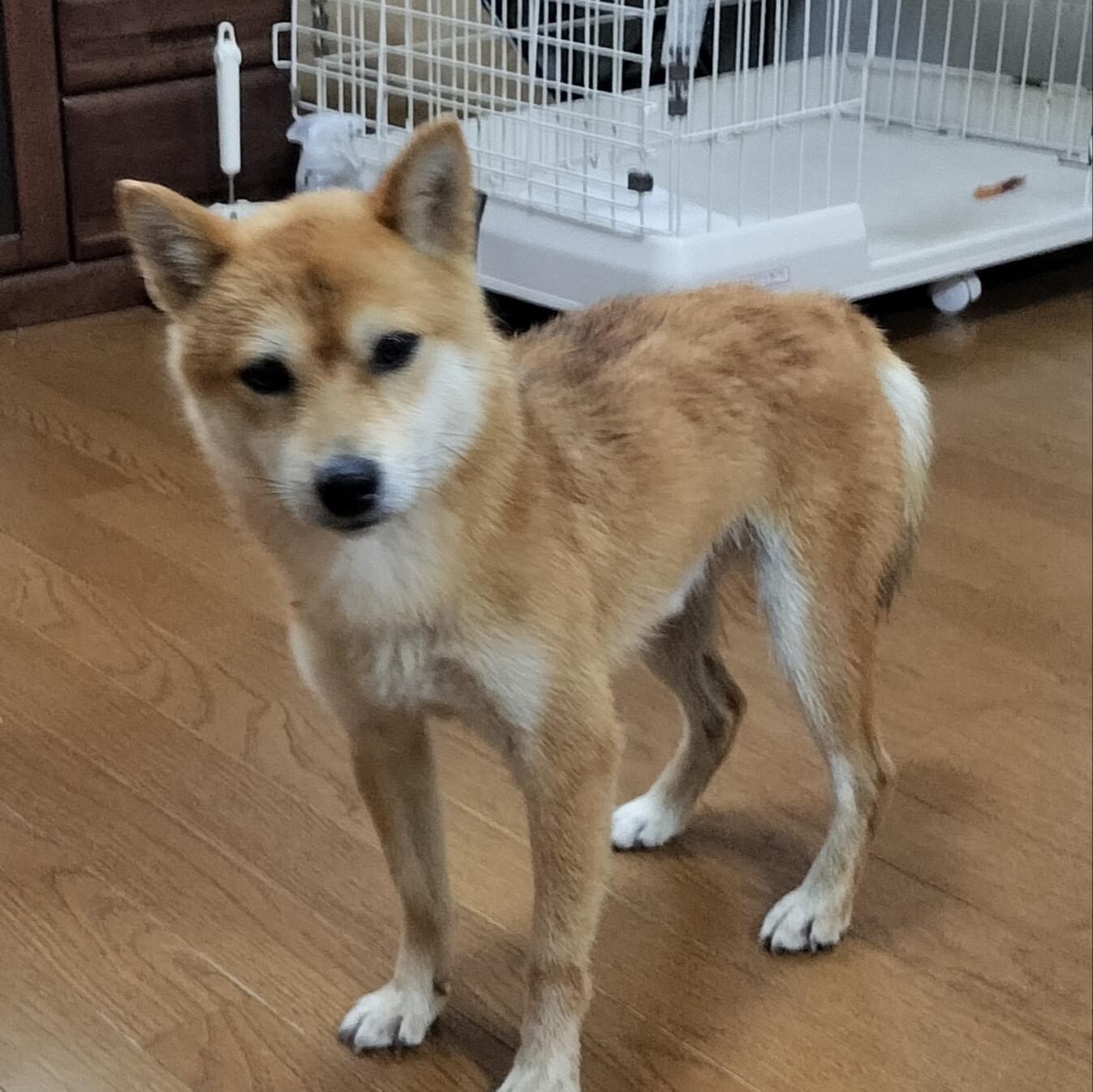 豆柴を探しています