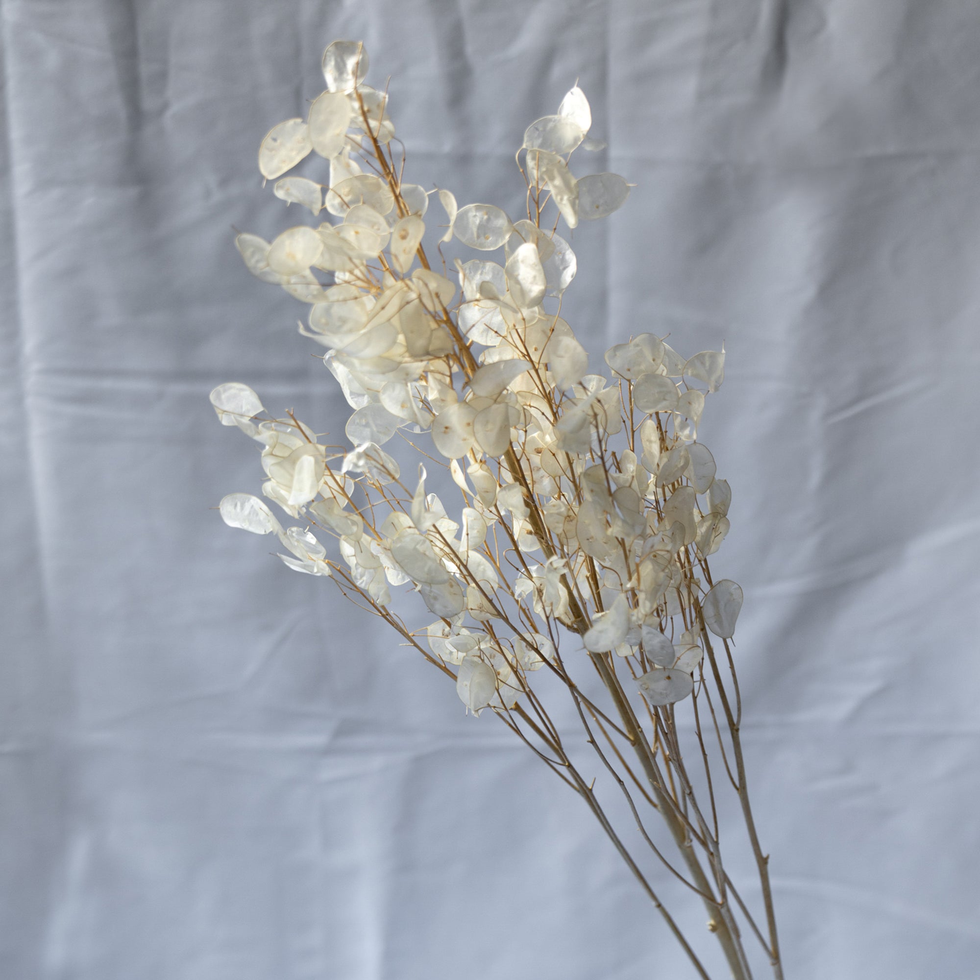 ルナリアのドライフラワー