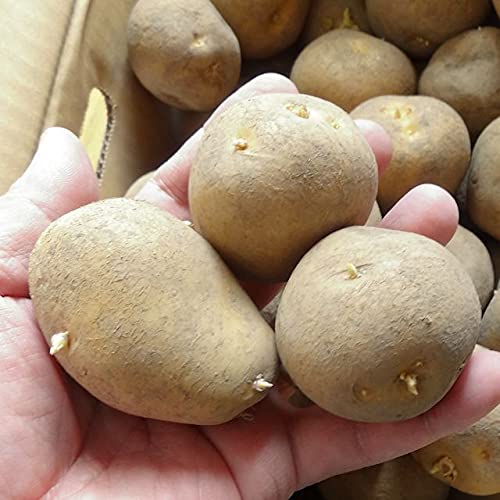 Amazon.co.jp: 種芋 インカのめざめ 北海道産 じゃがいも 2kg（正規品