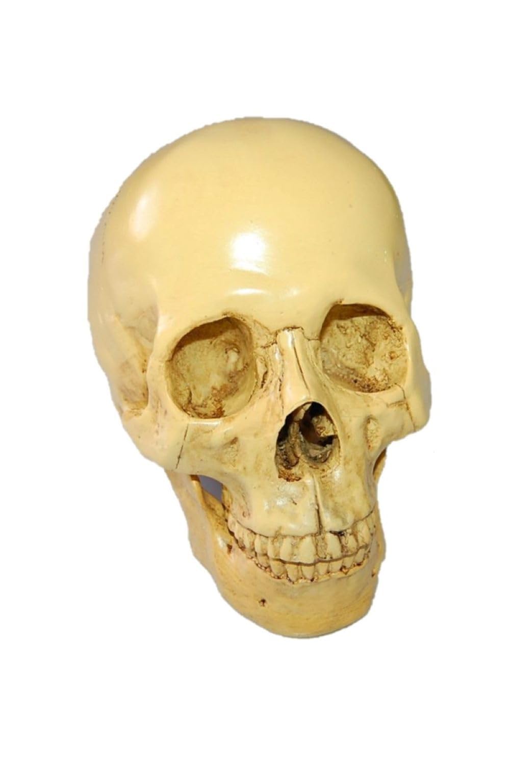 Amazon.co.jp: 頭蓋骨 1/1 実物大 模型 スカル ドクロ ガイコツ
