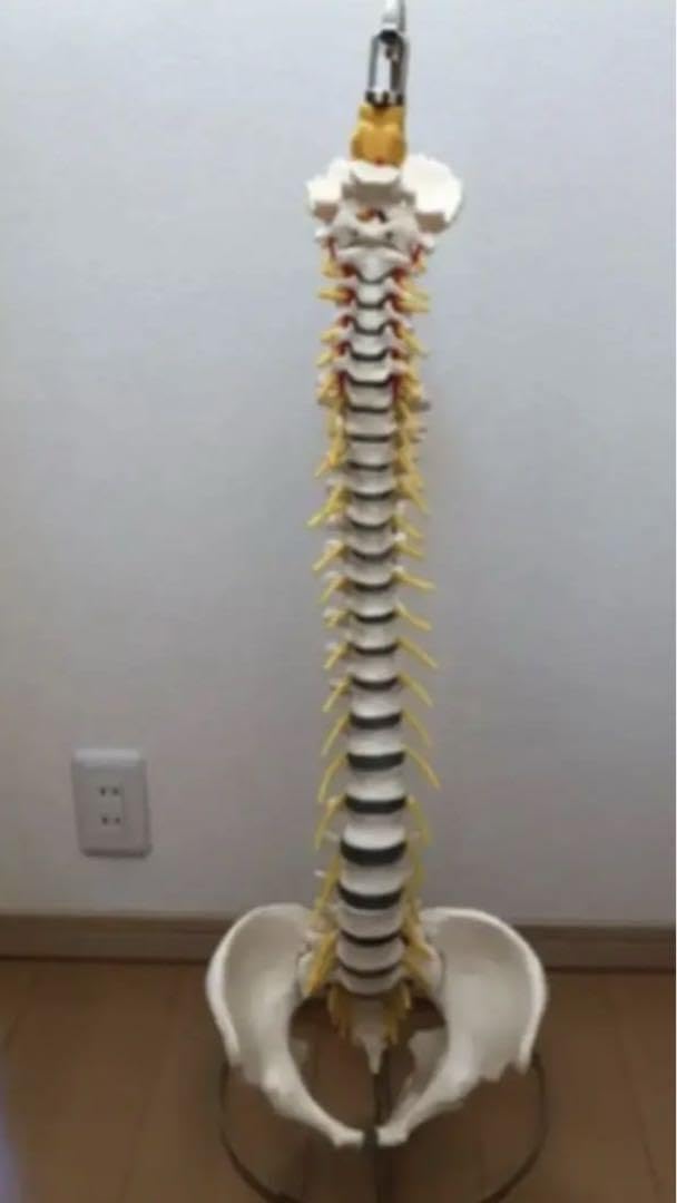 Amazon.co.jp: ドイツソムソ社製の脊椎（脊柱）骨格模型 : おもちゃ