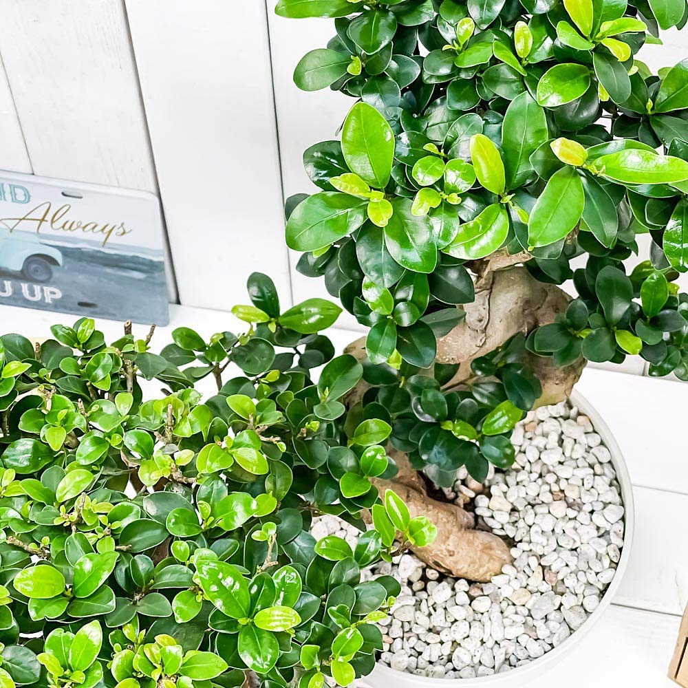 Amazon.co.jp: PLANCHU 観葉植物 ガジュマル 昇り竜＆太幹 2鉢セット 8